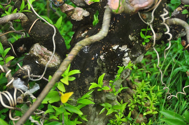'Choáng ngợp' vườn bonsai 'khủng' ở Đồng Tháp ảnh 9