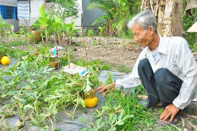 Trái cây tạo hình khan hiếm hàng phục vụ thị trường Tết ảnh 6