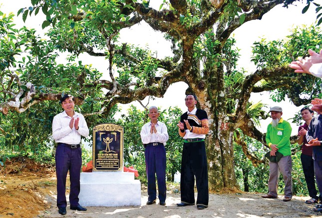 Leo mây ngắm các 'cụ' chè Shan tuyết ảnh 2
