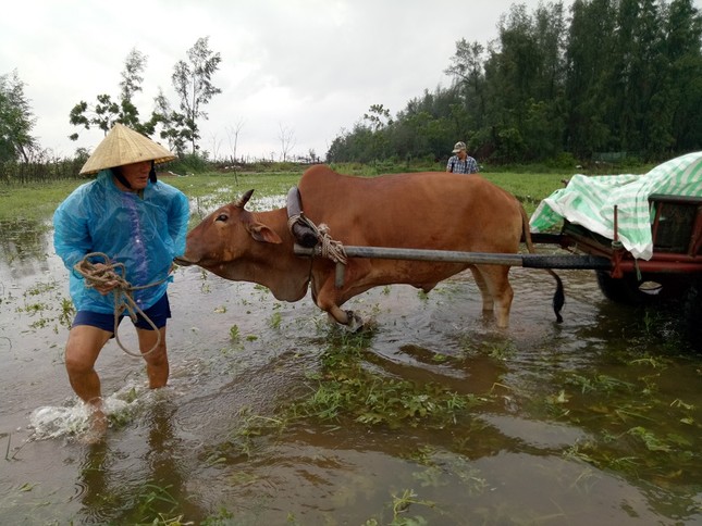 Mưa nhiều ngày gây ngập lụt, sạt lở nhiều nơi ở Thanh Hóa ảnh 1