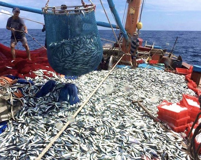 Lý do một ngư dân cứ ra khơi là thu về tiền tỷ ảnh 1