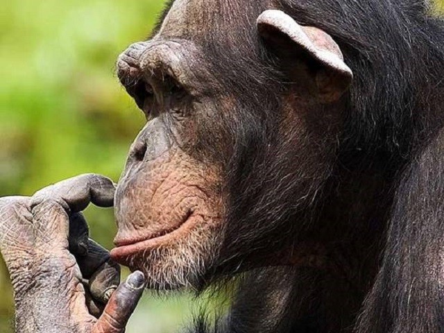 Sự giống nhau đáng ngạc nhiên giữa tinh tinh và người ảnh 1