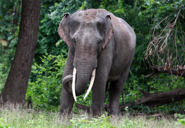 Voi châu Á, loài voi thông minh và độc đáo ảnh 3