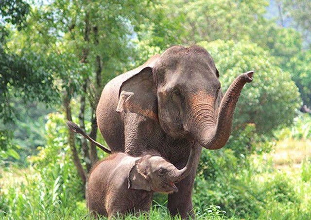 Voi châu Á, loài voi thông minh và độc đáo ảnh 2