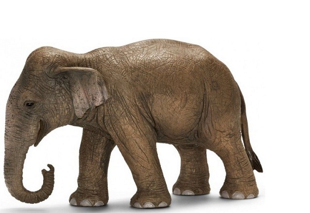 Voi châu Á, loài voi thông minh và độc đáo ảnh 1