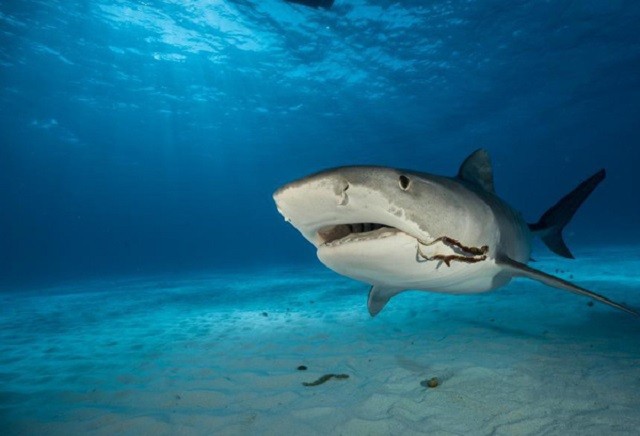 Điều gì giúp cá mập trở thành ‘sát thủ đại dương’? ảnh 3