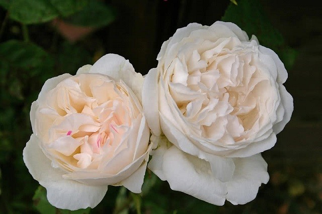 Hoa hồng Winchester