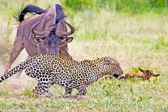 Wildebeest fight with leopards to protect baby photo 1