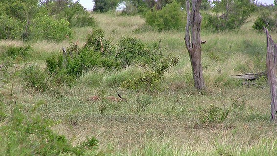 Wildebeest fight with leopards to protect baby photo 2