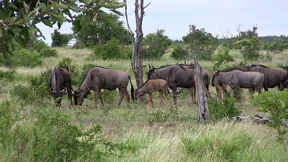 Wildebeest fight with leopards to protect the baby 3