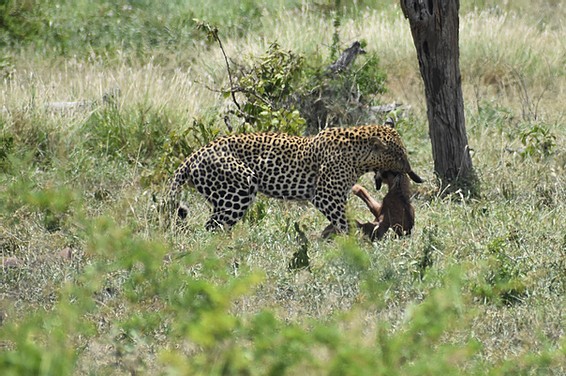 Wildebeest fight with leopards to protect the baby 6
