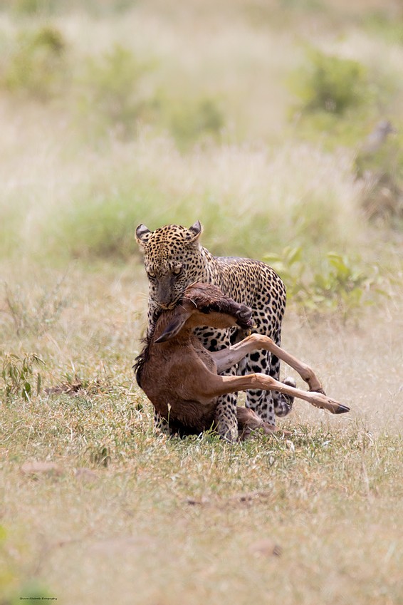 Wildebeest fights with leopards to protect the baby photo 7