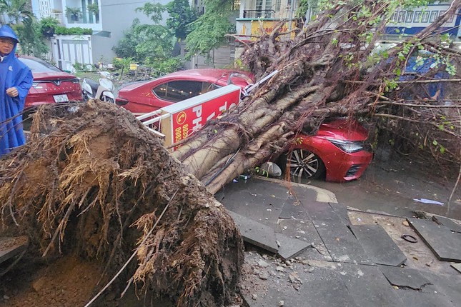 Cây si cao hơn 20m bật gốc, đè bẹp ô tô trong cơn mưa ở TPHCM ảnh 1