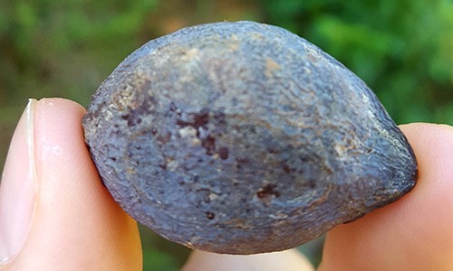 Thương lái Trung Quốc lùng mua quả trám giá cao gấp 5 lần ảnh 1