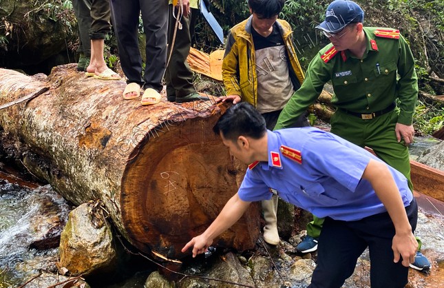 Tạm giữ 8 đối tượng phá rừng phòng hộ ở Lai Châu ảnh 2