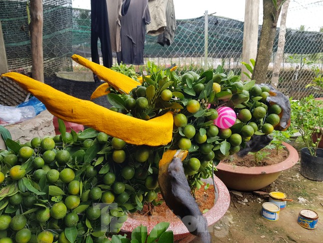 Người trồng mai ở TPHCM gấp rút tỉa lá, trâu vàng 'cõng' quất hút khách miền Tây ảnh 13