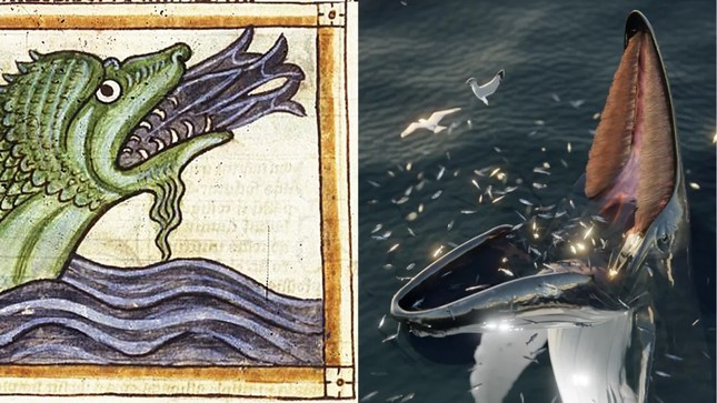 Quái vật biển đáng sợ hafgufa trong các bản thảo Bắc Âu thời trung cổ thực chất là cá voi - Ảnh 1.