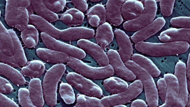 CDC Mỹ cảnh báo sức khỏe sau khi 5 người chết vì &apos;vi khuẩn ăn thịt người&apos; – SKCD