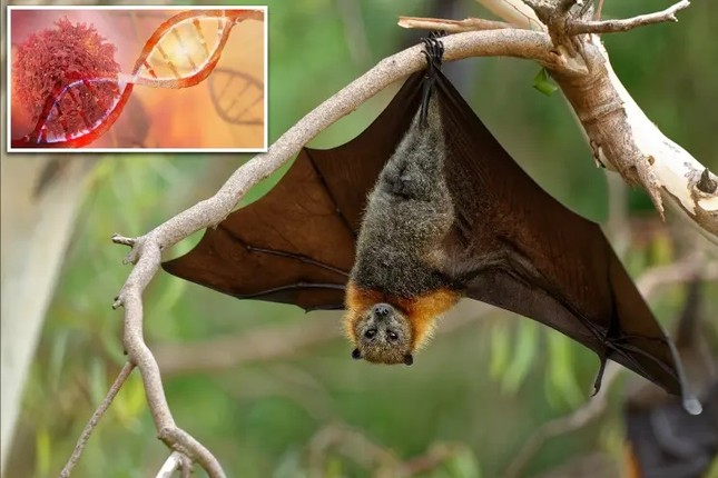 Dơi có thể đóng vai trò quan trọng trong việc ngăn ngừa và điều trị ung thư ảnh 1