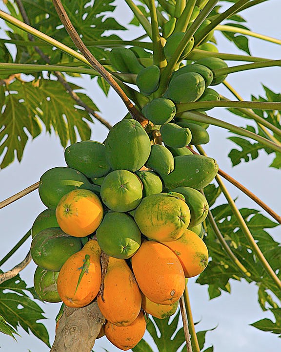 Cây đu đủ Cây đu đủ