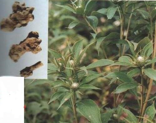 Cây và vị thuốc bạch truật. Cây và vị thuốc bạch truật.