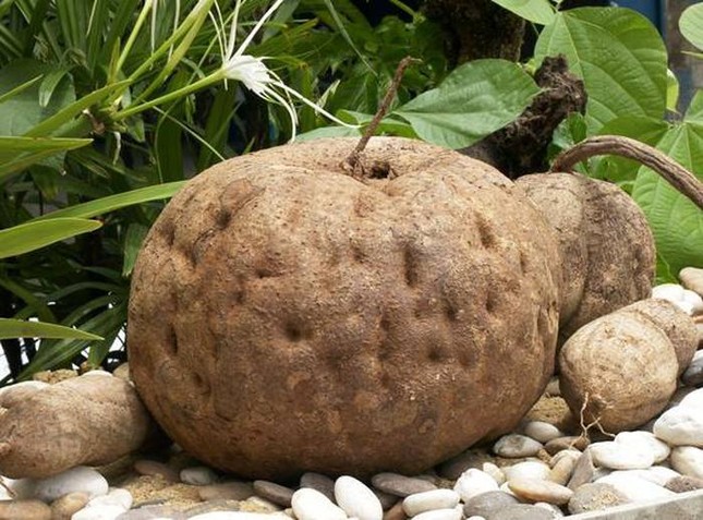 Thực hư công dụng của 'thần dược hồi xuân' đang được chị em săn lùng ảnh 3
