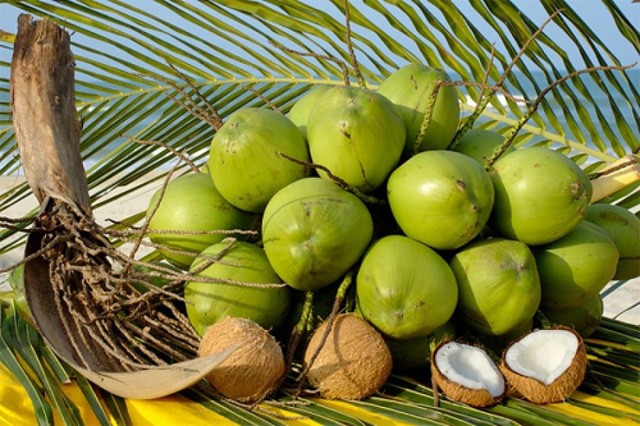 Quả dừa: 'Thần dược' trị tiểu đường, tốt cho xương, giải say nắng nóng ảnh 2