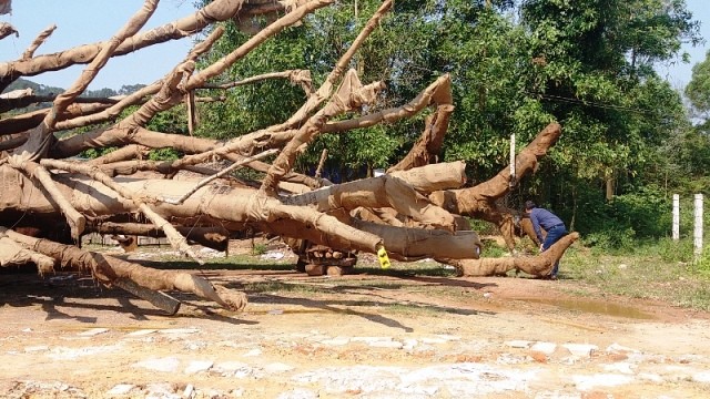 Cây 'kỳ quái' vẫn vạ vật ven đường, cắt cử kiểm lâm canh giữ ảnh 4