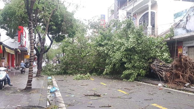 ‘Cụ’ xà cừ số 13 cổ nhất tại Huế bị bão cùng tên quật đổ bật cả gốc gây tiếc nuối ảnh 7