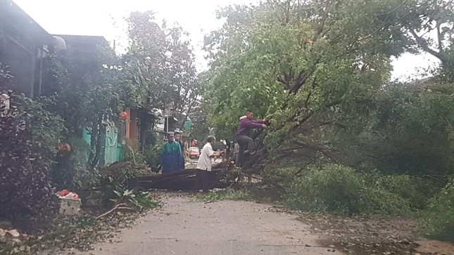 ‘Cụ’ xà cừ số 13 cổ nhất tại Huế bị bão cùng tên quật đổ bật cả gốc gây tiếc nuối ảnh 8