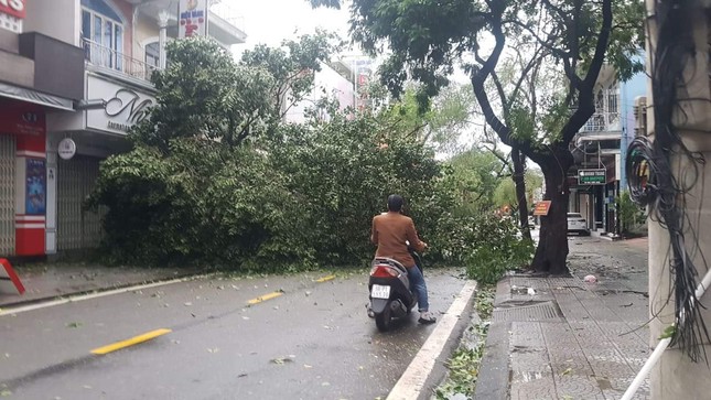 ‘Cụ’ xà cừ số 13 cổ nhất tại Huế bị bão cùng tên quật đổ bật cả gốc gây tiếc nuối ảnh 9