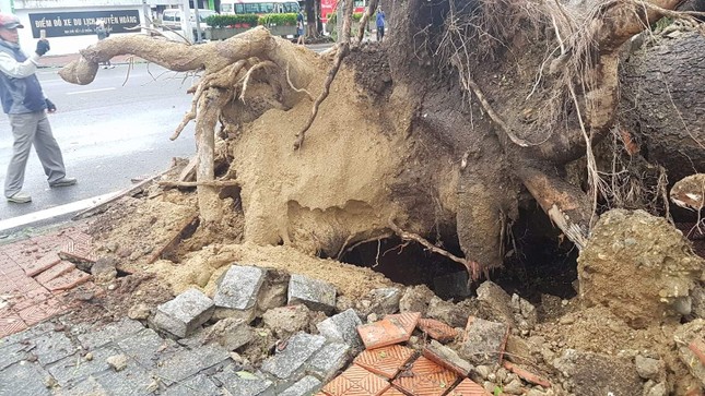 ‘Cụ’ xà cừ số 13 cổ nhất tại Huế bị bão cùng tên quật đổ bật cả gốc gây tiếc nuối ảnh 10