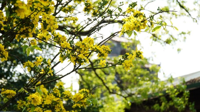 Chủ tịch tỉnh kêu gọi xây dựng Huế thành ‘xứ sở mai vàng’ của Việt Nam ảnh 1