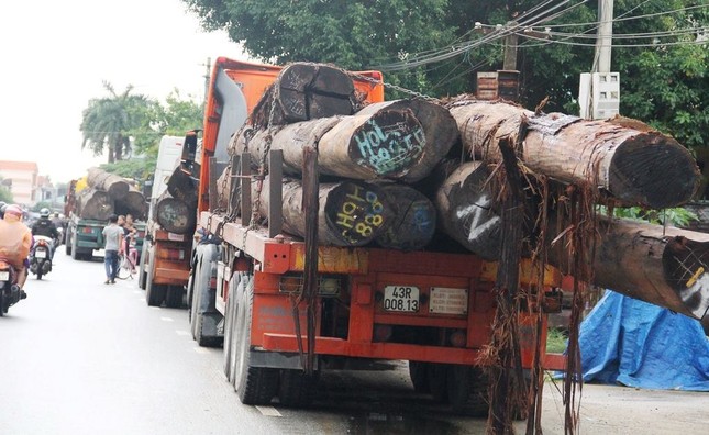Bắt 4 xe container vận chuyển hàng chục cây 'khủng' không rõ nguồn gốc ảnh 2