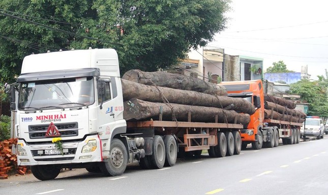 Bắt 4 xe container vận chuyển hàng chục cây 'khủng' không rõ nguồn gốc ảnh 1