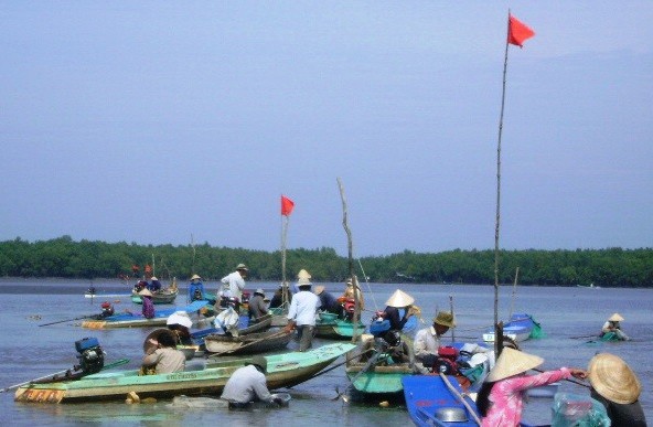 Cào nghêu giống trái phép ở bãi bồi Mũi Cà Mau ảnh 2