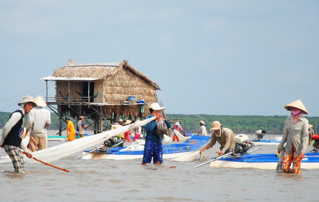 Cào nghêu giống trái phép ở bãi bồi Mũi Cà Mau ảnh 5