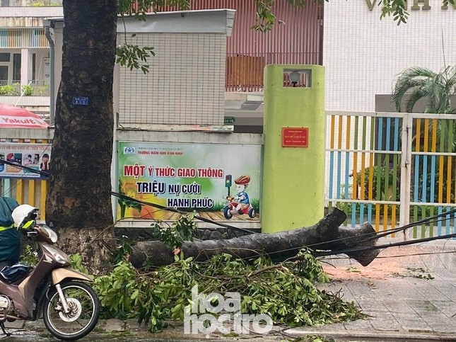 Thừa Thiên - Huế: Trạm xe buýt bị hư hại, cây xà cừ trăm tuổi bật gốc vì bão số 13 ảnh 5