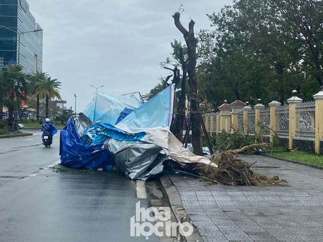 Thừa Thiên - Huế: Trạm xe buýt bị hư hại, cây xà cừ trăm tuổi bật gốc vì bão số 13 ảnh 3
