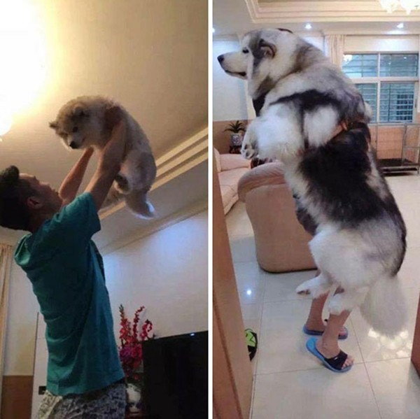 Xem ảnh xong, bạn sẽ tin chó Malamute là những “gã khổng lồ” mặt ngố và hiền khô ảnh 6