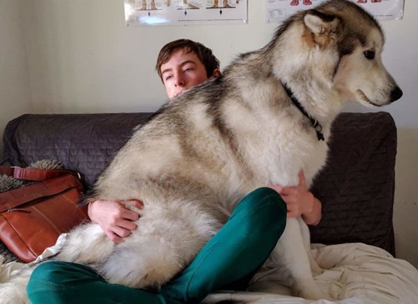 Xem ảnh xong, bạn sẽ tin chó Malamute là những “gã khổng lồ” mặt ngố và hiền khô ảnh 4