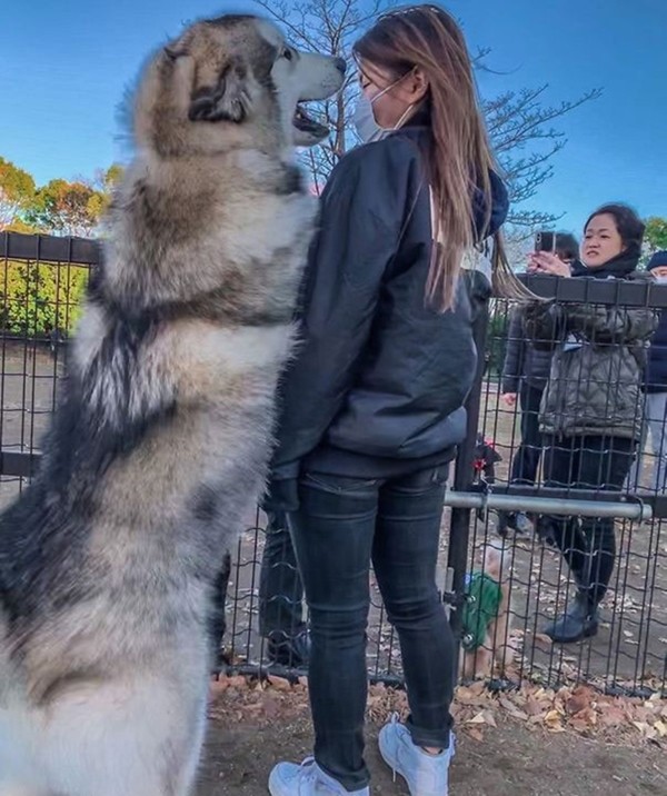 Xem ảnh xong, bạn sẽ tin chó Malamute là những “gã khổng lồ” mặt ngố và hiền khô ảnh 5