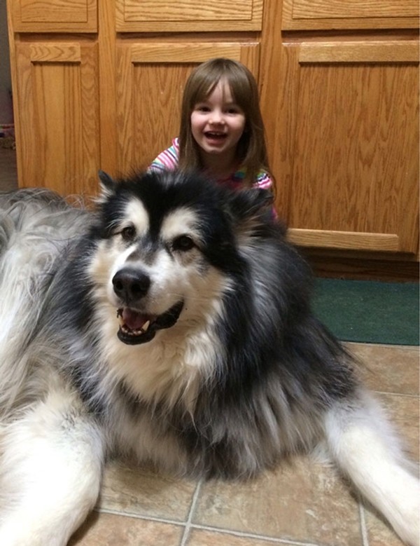 Xem ảnh xong, bạn sẽ tin chó Malamute là những “gã khổng lồ” mặt ngố và hiền khô ảnh 2