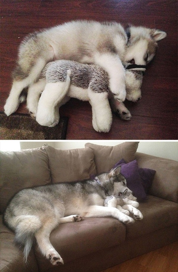 Xem ảnh xong, bạn sẽ tin chó Malamute là những “gã khổng lồ” mặt ngố và hiền khô ảnh 8
