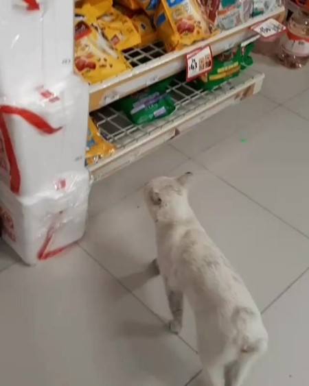 Chú mèo hoang thông minh “dụ” một người mua thức ăn cho mình, rồi được nhận nuôi luôn ảnh 2