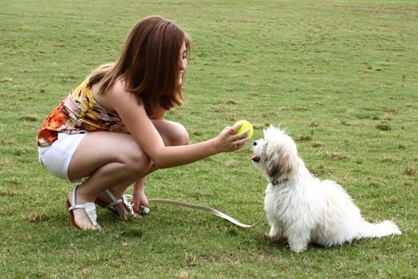 Đừng quá lo lắng, cún cưng đang trải qua “tuổi dậy thì” khó khăn như chúng ta thôi! ảnh 2
