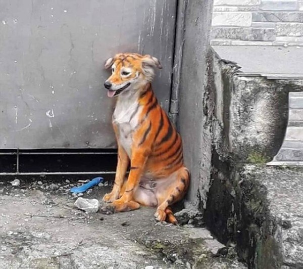 Một chú chó bị nhuộm lông giống hệt con hổ, cư dân mạng không thấy buồn cười, chỉ phẫn nộ ảnh 2