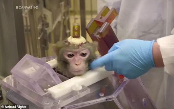 Trường đại học Bỉ gây phẫn nộ vì làm thí nghiệm tàn nhẫn dùng xi-măng gắn ống vào đầu khỉ ảnh 1