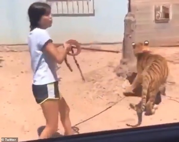 Người đi đường phát hoảng khi một cô bé dẫn hổ đi dạo, còn khoe ở nhà mình có con hổ nữa ảnh 3