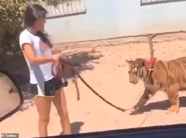 Người đi đường phát hoảng khi một cô bé dẫn hổ đi dạo, còn khoe ở nhà mình có con hổ nữa ảnh 1